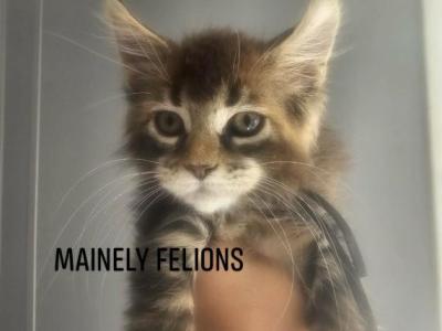Marigold - Maine Coon - Gallery Photo #1