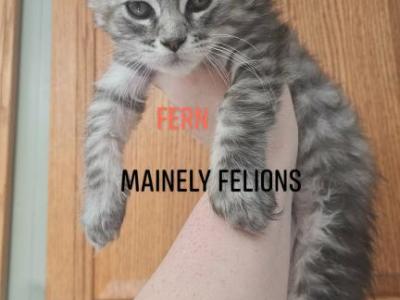 Fern - Maine Coon - Gallery Photo #1