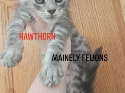Hawthorn - Maine Coon - Gallery Photo #1