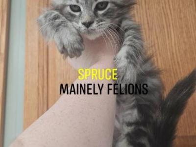 Spruce - Maine Coon - Gallery Photo #1