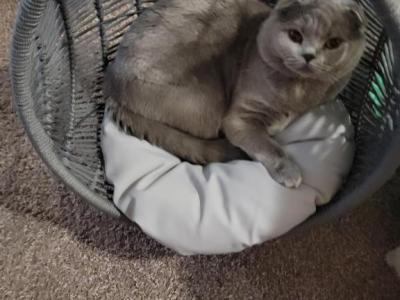Sleepy - Scottish Fold - Gallery Photo #1