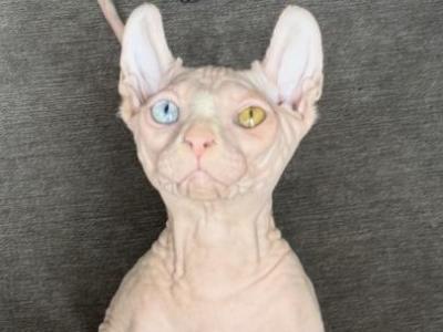 Odd Eyed Elf Male - Sphynx - Gallery Photo #1