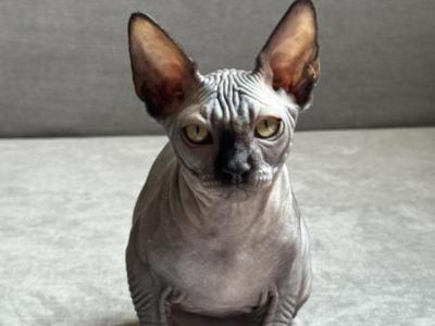 Black Sphynx Male - Sphynx - Gallery Photo #1