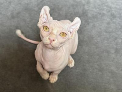 White Elf Female Sphynx - Sphynx - Gallery Photo #1
