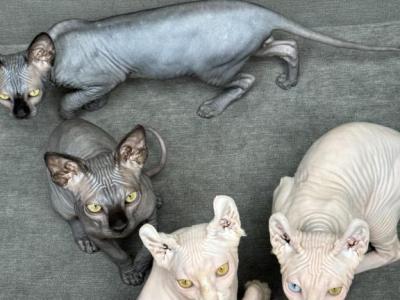 Sphynx Kittens - Sphynx - Gallery Photo #1