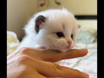 Jade - Ragdoll - Gallery Photo #1