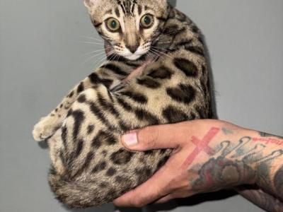 Lilys Kitty - Bengal - Gallery Photo #1