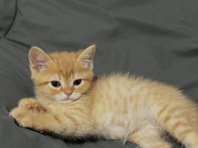 Golden - Domestic - Gallery Photo #1