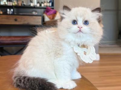 Doll Face  Milo - Ragdoll - Gallery Photo #1