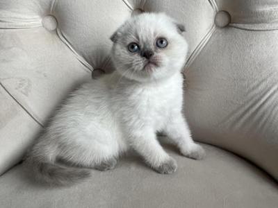 Blue Point Scottish Fold Girl - Scottish Fold - Gallery Photo #1