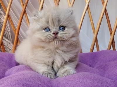 Winona - British Shorthair - Gallery Photo #1