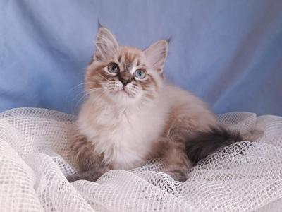 Dana - Siberian - Gallery Photo #1