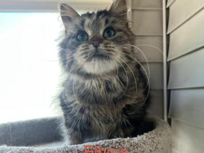Gypsy - Siberian - Gallery Photo #1