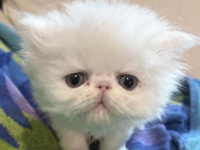 Persian Exotic LH White Male - Persian - Gallery Photo #1