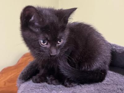 Molly - Domestic - Gallery Photo #1