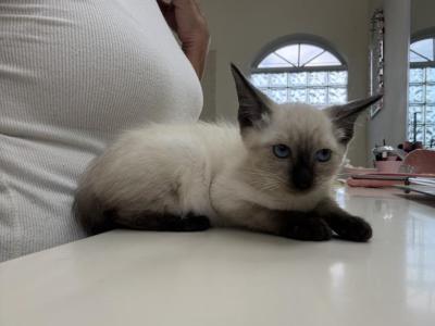 Sasha - Siamese - Gallery Photo #1