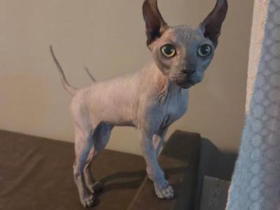 Meet Cosmic - Sphynx - Gallery Photo #1