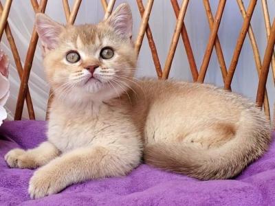 Ralf - British Shorthair - Gallery Photo #1