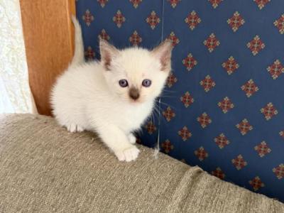 Rose - Ragdoll - Gallery Photo #1