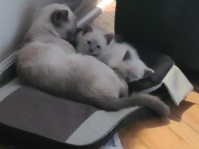 Lialas Blues - Siamese - Gallery Photo #1