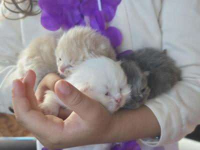 White And Cream Litter - Persian - Gallery Photo #1