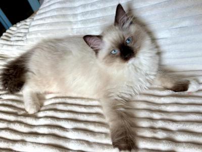 Louie - Ragdoll - Gallery Photo #1