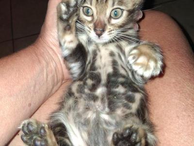 Co Co's Litter - Bengal - Gallery Photo #1