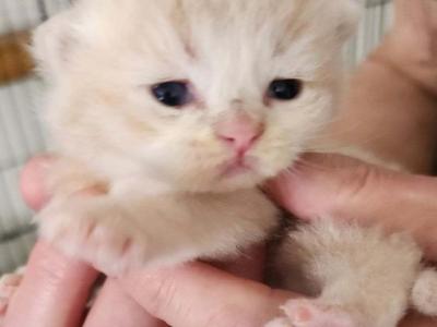 Pentecost - British Shorthair - Gallery Photo #1