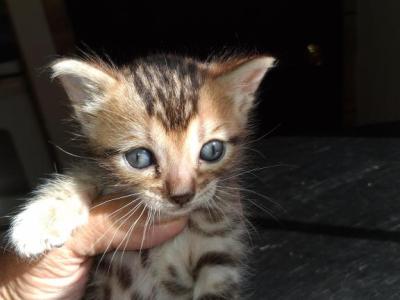 Mary's Litter - Bengal - Gallery Photo #1