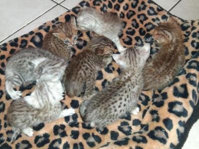 Bailey's Litter - Bengal - Gallery Photo #1