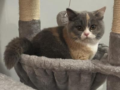 Mishka Udacha - British Shorthair - Gallery Photo #1