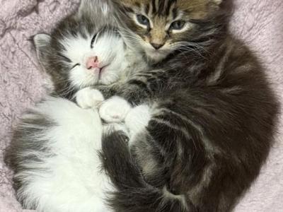 Keeley Litter - Maine Coon - Gallery Photo #1