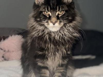 Litter B - Maine Coon - Gallery Photo #1