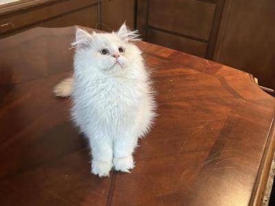 No Name Yet - British Shorthair - Gallery Photo #1