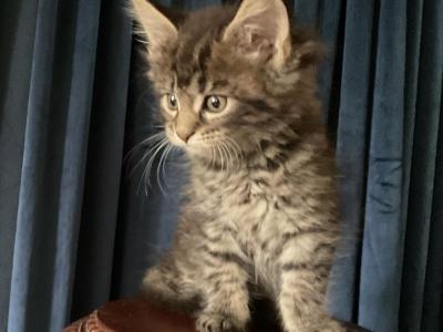 Miquel Of Donnelly - Maine Coon - Gallery Photo #1