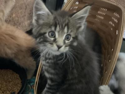 Lawrence Of Donnelly - Maine Coon - Gallery Photo #1