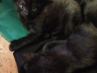 Kiki - Domestic - Gallery Photo #1