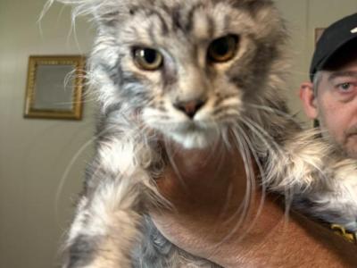 Black And Silver - Maine Coon - Gallery Photo #1