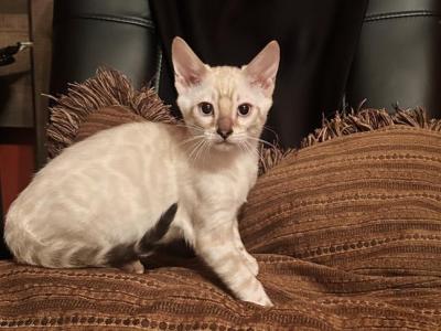 Pretty Girl - Bengal - Gallery Photo #1