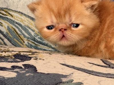 Cheeto Cookie - Exotic - Gallery Photo #1