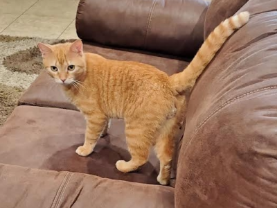 Cat Stevesn - Domestic - Gallery Photo #1
