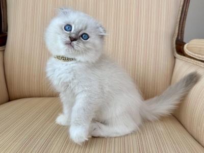 Scottish Fold Seal Point Male - Scottish Fold - Gallery Photo #1