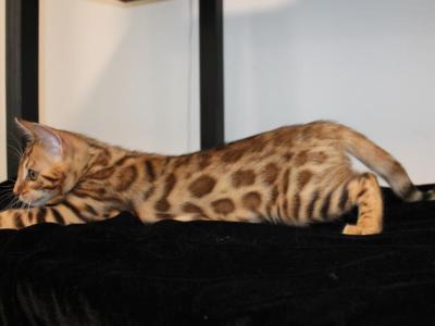 Golden Color - Bengal - Gallery Photo #1
