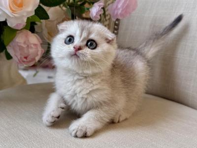 Scottish Fold Silver Chinchilla Male - Scottish Fold - Gallery Photo #1
