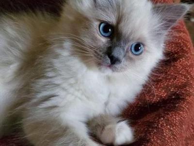 Coco - Ragdoll - Gallery Photo #1