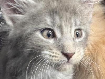 Anna Of Donnelly - Maine Coon - Gallery Photo #1