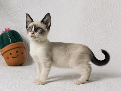 Male Snow Shoe Siamese - Siamese - Gallery Photo #1