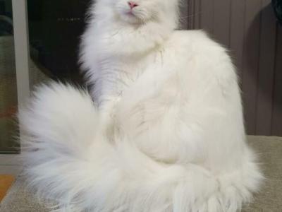 Puna - Maine Coon - Gallery Photo #1