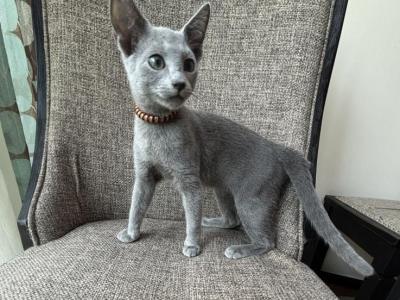READY TO MOVE OUT Boy Russian Blue Purebred - Russian Blue - Gallery Photo #1