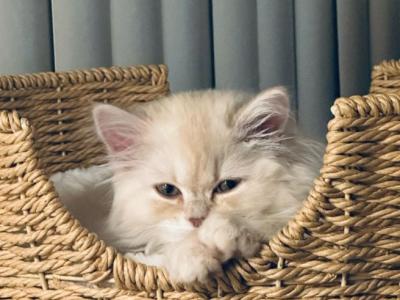Blondie Lion - Persian - Gallery Photo #1